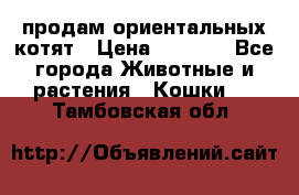 продам ориентальных котят › Цена ­ 5 000 - Все города Животные и растения » Кошки   . Тамбовская обл.